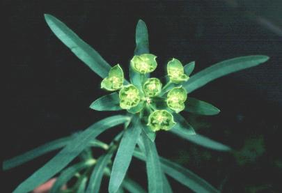 Leafy Spurge, euphorbia esula